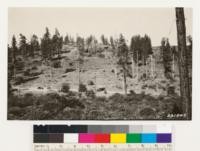 Open yellow pine type. Note stumps. Cutting 40 years ago for box lumber. Mill operated about 6 years ago. Brush in foreground consists of chamise, Arctostaphylos sp.?, Arctostaphylos canescens, Arctostaphylos sensitiva and Vaccinium ovatum