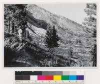 Looking NE at Jeffrey pine timber site mainly deforested by repeated burns. (in 1890 when logged, later in 1926 and in 1932). Notice stumps snags and Ceanothus velutinus on hillside indicating former timber site