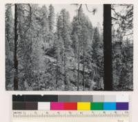 Shrub-conifer-hardwood type. Conifers poorly stocked, mixed young-old growth. Species: Pinus ponderosa, Quercus kelloggii. Assoc. spp.: Pseudotsuga taxifolia, Libocedrus decurrens. (Air photo 119-19)