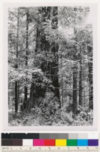 Along road from La Honda to Pescadero near west boundary of San Mateo County Memorial Park. Young growth-old growth redwood stand. Map Ref.; Santa Cruz Mt. Unit County: San Mateo