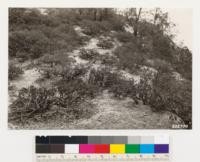 1/2 mile south of Somerville. Arctostaphylos andersonii auriculata on exposed sandstone ridge. Height 2 to 4 ft. Note Pinus coulteri