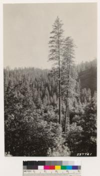 Stump Creek. Black oak with scattered WYP in foreground. Douglas fir type in background