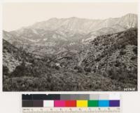 Looking northwest at San Rafael range. Shows sage type of Salvia leucophylla and chaparral composed of Adenostoma fasciculatum, Arctostaphylos glauca and Ceanothus cuneatus