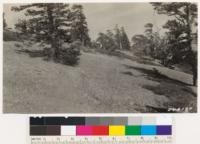 Stand of lodgepole pine on south exposure at 9500 feet on ridge east of Mt. Baldy