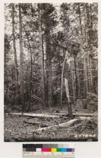 Site index tree (Yellow pine) No.30, Banner Mt. (also No. 277849)