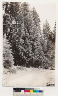 One mile west of Pino Grande near Gaddis creek. Second growth sprout regeneration of Castanopsis chrysophylla. Note height indicated by 3 ft. rule. See specimen #689 collected by A. Wieslander. Assoc. species: ponderosa pine, sugar pine, Douglas fir, incense cedar, white fir