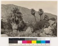 Looking north across West Fork Canyon. Desert type with fan palm and Fremont cottonwood in foreground. Shrubs: Adenostoma sparsifolium, Quercus dumosa, var. Prunus fasciculatum
