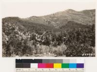 Stands of knobcone pine in chaparral type (Arctostaphylos viscida, Quercus garryana var breweri) N of Sacramento River