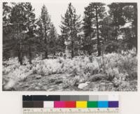 Carson Quadrangle, Nevada. Mosaic type of Pinus jeffreyi and Artemisia tridentata. Dark shrubs, Purshia tridentata scattered throughout provides high grazing value