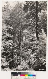 Bear Camp north of Big Pine mountain. Group of alders surrounded by Incense cedar, sugar pine, and bigcone spruce. Note Pteris aquilina lanuginosa in bottom. Assoc species: Umbellularia californica, Acer macrophyllum