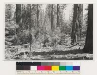 Near Ackerson Meadow. Old-growth yellow pine-sugar pine-white fir-incense cedar stands. Site Quality 200. Toulumne County