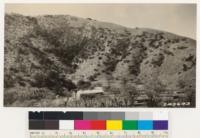 Remnant of big cone spruce on east face of Grapevine Canyon just below old Fort Tejon (Kern Co)