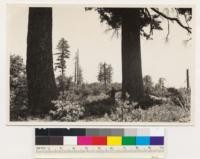 Pine Mt. Area east of Cloverdale. Remnant sugar pine associated with Arctostaphylos manzanita and Quercus kelloggii. Sonoma county