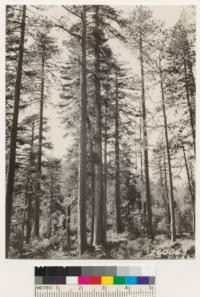 Mixed stands of yellow pine, sugar pine and Douglas fir along ridge between Cedar Camp and Dyer Ranch. Same as No. 260061