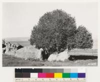 Carrizo Plain northeast of Freeborn Mountain. Shows tree form of Prunus ilicifolia. Size indicated by 3' rule set in rock