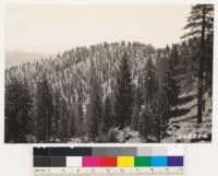 This Jeffrey pine stand at head of Bitter Creek on Mt. Pinos contains Arctostaphylos parryana as an understory shrub. Herbarium specimen Weislander #474 collected from clump of this species seen at right