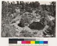 (Same locality as # 302513 and 302515). Looking north at open Pinon formation on south slope of Tecuya Mt. Shrubs are Arctostaphylos parryana, Artemisia tridentata, Quercus dumosa, Yucca whipplei. Note man loking at large clump of Arctostaphylos parryana. Illustrates radial spreading of this species by layering; origin probably a single individual. Center now thinning out. (Also contains No 302515)