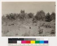 Abandoned orchard near Waterhouse Ranch Bonnie Doon. Note erosion. (Same as No. 241605)