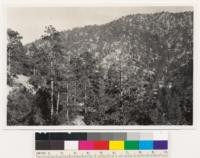 Along Angeles Crest highway at head of Little Rock Creek. Rocky north slope type of sugar pine- Jeffrey pine-white fir. Los Angeles County