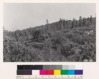 Isolated Douglas fir in chaparral of Arctostaphylos glandulosa, A. canescens, Quercus wislizenii. Knobcone pine in background