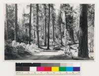 Near Ackerson Meadow, Hetch Hetchy Road. Old growth stands of ponderosa pine with some sugar pine, Incense cedar and white fir. Toulumne County