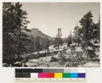 West of Jeff Davis Peak. Subalpine stands of Juniperus occidentalis and Pinus contorta