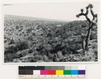 Overlooking Antelope Valley, 2 miles southwest of Hesperia. Juniperus californica-Yucca brevifolia-sagebrush association. San Bernardino County