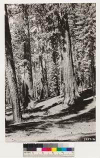 View in Mariposa Grove of Sequoia gigantea with Sugar pine and White fir. Assoc. species. Ceanothus cordulatus, Castanopsis sempervirens, Corylus rostrata, Ceanothus parvifolius