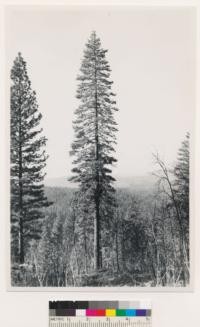 1.5 miles S. of Sunset Peak. Mature (#3) ponderosa pine. Butte Co