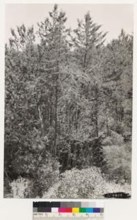 Four miles southwest of Bald Mt. Showing height of Cupressus sargentii var. duttonii. Note straight trunks and other growth habits of trees. Assoc species: Arctostaphylos glauca, Adenostoma fasciculatum