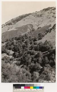 Looking north. Note chamise relicts in sage type. Also relicts of bigcone spruce and canyon oak