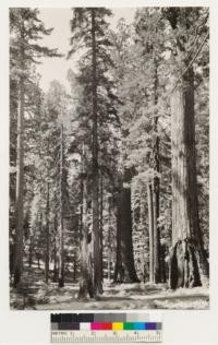 Mariposa Grove. Looking south. Shows Sequoia gigantea in association with Sugar and White fir. Understory shrubs in formation = Castanopsis sempervirens, Corylus rostrata, Ceanothus cordulatus