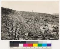 Ventura County. Looking northwest. Type: Adenostoma fasciculatum, Arctostaphylos glandulosa, with occasional Quercus chrysolepis nana and Quercus wislizenii frutescens. Nama parryi and Ceanothus divaricatus seedlings present. Note relict sugar pine on skyline which was killed by 1932 fire