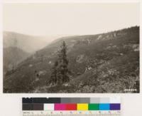 Looking west at southerly slopes of Middle Fork of Yuba River. Timberland chaparral of Arctostaphylos patula, Quercus vaccinifolia and Ceanothus cordulatus