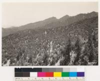 Looking southeast toward Strawberry Peak. Bigcone spruce from point on road north of Choke cherry saddle. Shows bigcone spruce in canyon live oak. Ceanothus palmeri and Prunus demissa abundant in this locality; sugar pine and white fir types in peaks in background