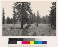 1.5 miles east of Ash Pan Butte. Very open conifer timber stand of Jeffrey pine- Ponderosa pine . Assoc spp.: Chrysothamnus bloomeri. Shasta County