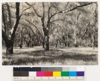 One mile north of Lookout Mountain on Zaca Lake Road. Dense stand of coast live oak with an occasional valley oak. Note heavy grass ground cover typical of the type in the locality