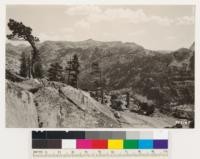 Looking up Stubblefield and Thompson Canyon from Kerrick Canyon. Tilden Lake trail. Species in types seen consist of Lodgepole pine, White pine and Mountain hemlock, with whitebark pine on upper slopes