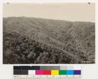 Black Mt. Road. Woodland type of Quercus agrifolia, Umbellularia californica and Arbutus menziesii. Northeast aspects Ceanothus sorediatus (chaparral), southerly aspects chamise type