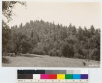 Two miles south of Stanfield Hill. Shows area from which J. W. Bruce cut 3' x3" x*' paving blocks for delivery at Sicard Flat Hydraulic Mine in 1869-71. Site Index 175, Present cover of P. ponderosa, Quercus kelloggii, P. sabiniana and Quercus wislizenii