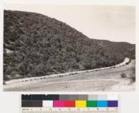 Mincey Canyon looking southwest at slope of Quercus dumosa woodland. Chamise type at top of slope