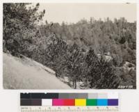 Western yellow pine and Coulter pine types at the head of Prewitt Creek. Note valley oaks in western yellow pine near top of slope. Lower down more Coulter pine also canyon and Interior live oaks, tanbark oak and madrone. Trees on left Coulter pine saplings to the right are western yellow pine