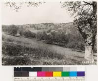 Open woodland of Quercus engelmannii