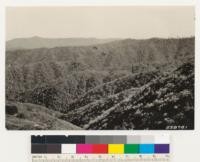 Chaparral type in foreground consists of chamise with Arctostaphylos glandulosa, Ceanothus papillosus, Garrya veatchii. Slopes beyond with Coulter pine, knobcone pine and woodland types