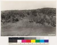 Looking north at open woodland of Engelmann oak with ground cover of Salvia apiana. Opposing north slope with Black oak woodland