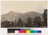 Twin Peaks from Mt. Waterman showing character of north slope on Twin Peak. Yellow pine and sugar pine fir types