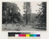 One-half mile east of Mt. Grossman. Second growth ponderosa pine forest in Antelope Creek. Black oak and white leaf manzanita in foreground. Amador County