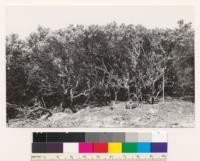 Ridge south of Larkin valley. Shows stand of Arctostaphylos tomentosa crinita. Note burl at abase of stems. Assoc. species: Quercus agrifolia, Adenostoma fasciculatum, Arctostaphylos hookeri, Photinia arbutifolia