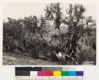 Detail of woodland-grass (weed) type in foreground of #1905. Trees are Quercus dumosa. Ground cover: Nemophila aurita, Big root, Collinsia bicolor, Amsinckia sp., Dodecatheon sp