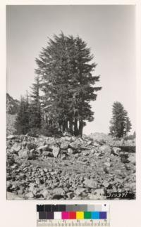 Mountain hemlock growing in the clump formation typical of open stand